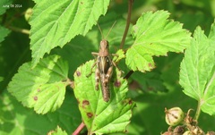 Ognevia longipennis