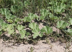 Apodanthera undulata