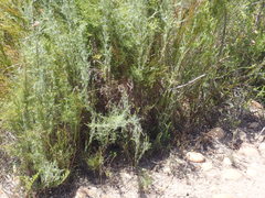 Thamnochortus glaber