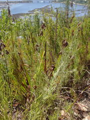 Thamnochortus glaber