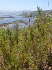 Thamnochortus glaber