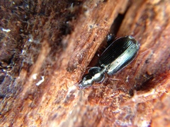 Anomotarus illawarrae