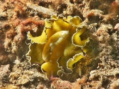 Pseudobiceros flowersi