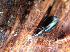 Anomotarus illawarrae