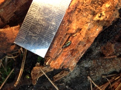 Anomotarus illawarrae