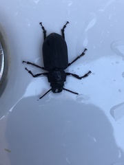 Cantharocnemis fairmairei