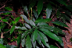 Strobilanthes longespicatus