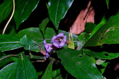 Strobilanthes longespicatus