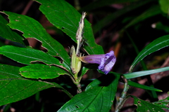 Strobilanthes longespicatus