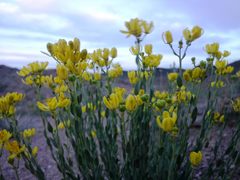 Haplophyllum dauricum