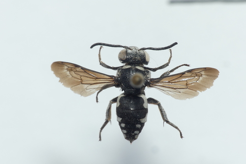 Epeolus peregrinus