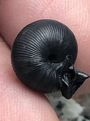 Daedalochila uvulifera image