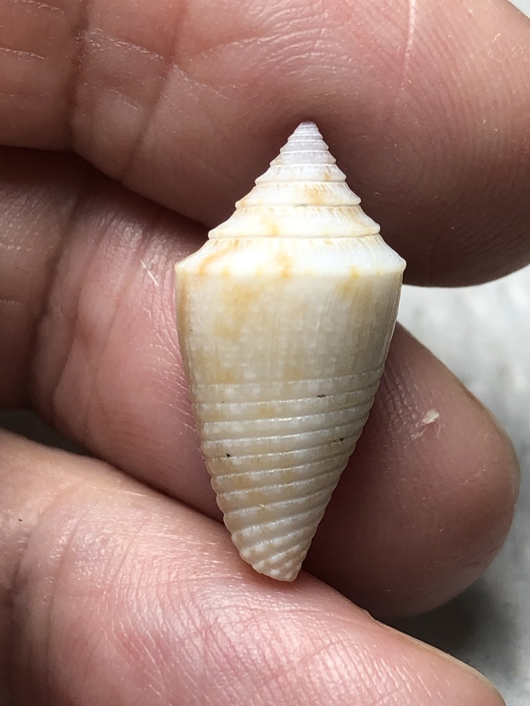Dusky Cone in December 2020 by Susan J. Hewitt · iNaturalist
