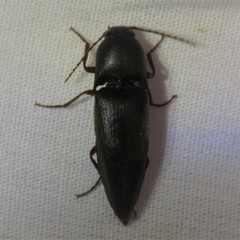 Diplostethus opacicollis