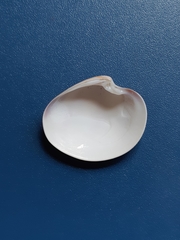 Eucallista purpurata