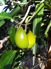 Rauvolfioideae