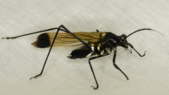 Aganacris nitida