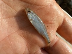 Scardinius hesperidicus