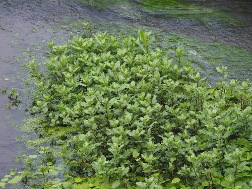 Image of Hygrophila difformis by no rights reserved