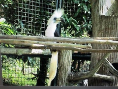 Berenicornis comatus