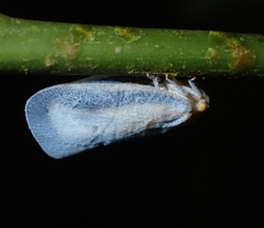 Taparella amata
