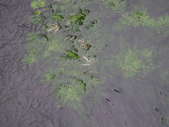 Limnophila indica