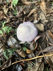Agaricomycetes