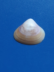 Tivela