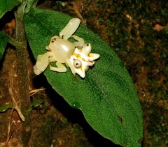 Epicadus heterogaster