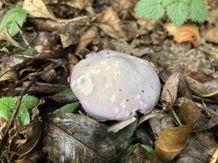 Agaricomycetes