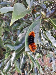 Turuptiana obliqua