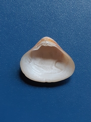 Tivela