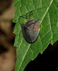 Dorynota incapabilis