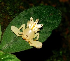 Epicadus heterogaster