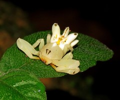 Epicadus heterogaster