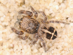 Pellenes tripunctatus