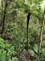 Cyathea sechellarum