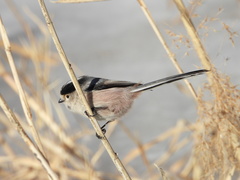 Aegithalos glaucogularis