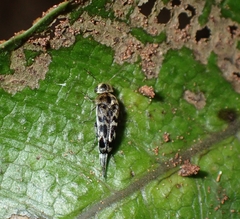 Glipa malaccana