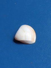 Mulinia cleryana