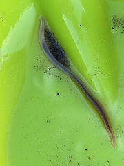 Phyllodocida