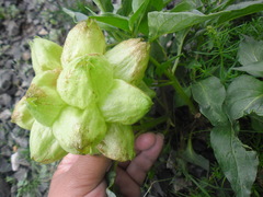 Physochlaina physaloides