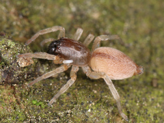 Araneae