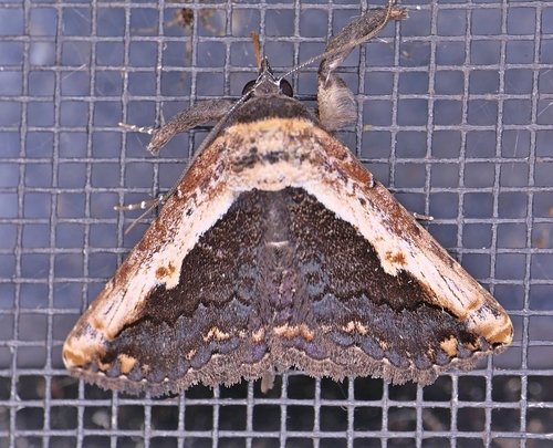 Pale-edged Selenisa