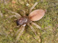Araneae