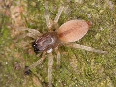 Araneae