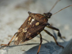 Eocanthecona concinna