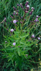 Cirsium arvense
