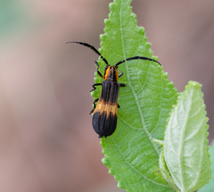 Lycaneptia nigrobasalis