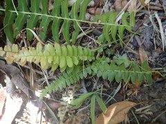 Blechnum australe